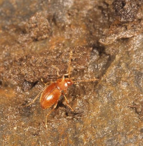 Paratroglophyes jeanneli